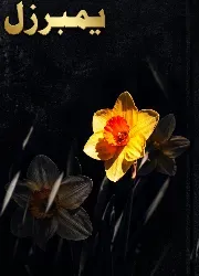 یمبرزل